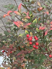 Nandina domestica