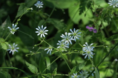 Stellaria nemorum