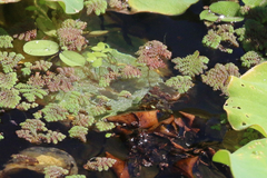 Azolla pinnata