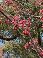 Cornus officinalis