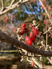 Cornus officinalis