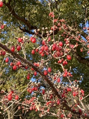 Cornus officinalis