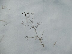 Bupleurum scorzonerifolium