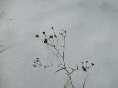 Bupleurum scorzonerifolium