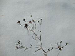 Bupleurum scorzonerifolium