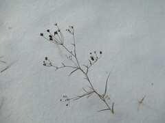 Bupleurum scorzonerifolium