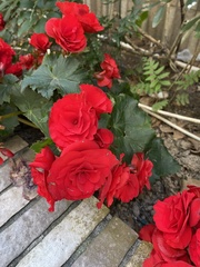 Begonia coccinea