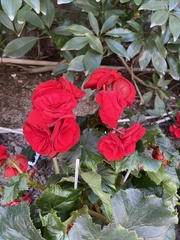 Begonia coccinea