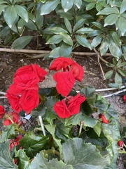 Begonia coccinea