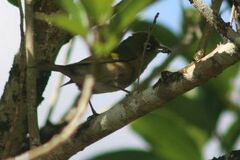 Zosterops lateralis lateralis