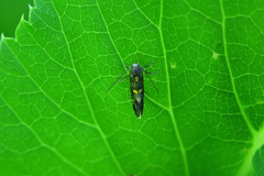 Chrysoesthia sexguttella