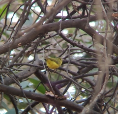 Phylloscopus whistleri