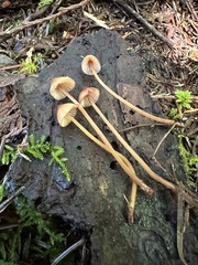 Mycena sanguinolenta