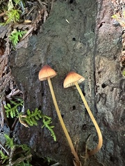 Mycena sanguinolenta