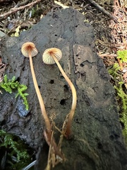 Mycena sanguinolenta