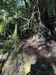 Mycena sanguinolenta