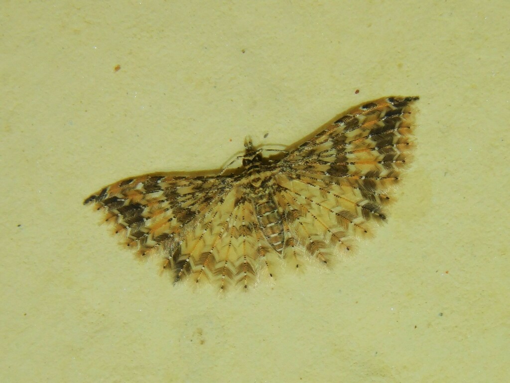 Alucita malawica