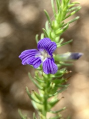 Stemodia florulenta