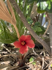 Hibiscus rosa-sinensis