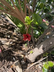 Hibiscus rosa-sinensis