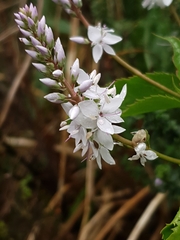 Veronica derwentiana