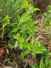 Veronica derwentiana