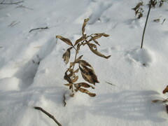 Thermopsis lanceolata