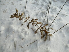 Thermopsis lanceolata
