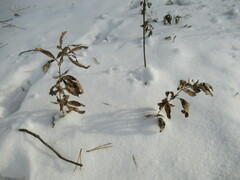 Thermopsis lanceolata