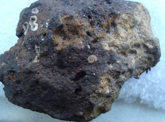 Blaniulus guttulatus