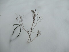 Bupleurum scorzonerifolium