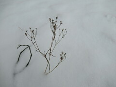 Bupleurum scorzonerifolium