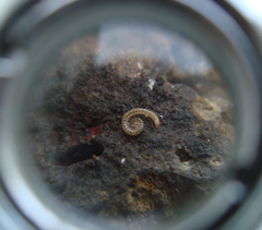 Blaniulus guttulatus