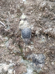 Polynoncus bullatus