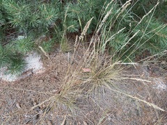 Festuca beckeri