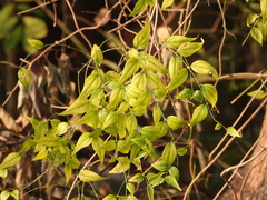 Jasminum nervosum