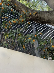 Citrus japonica