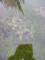 Veronica anagallis-aquatica