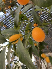Citrus japonica