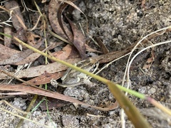 Litoria ewingii