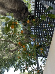 Citrus japonica