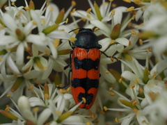 Castiarina crenata