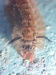 Syntomeida melanthus