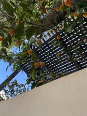 Citrus japonica