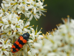 Castiarina crenata