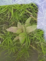 Veronica anagallis-aquatica