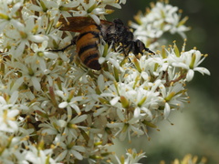 Radumeris tasmaniensis