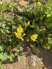 Senecio vernalis