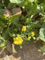Senecio vernalis