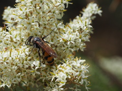 Radumeris tasmaniensis